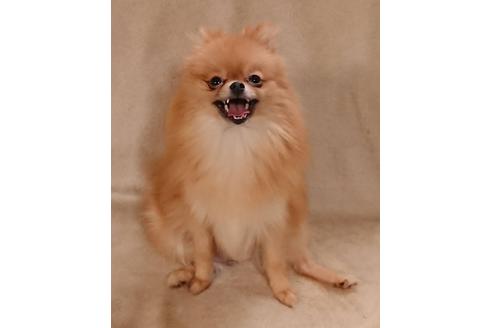 販売中のポメラニアンの親犬