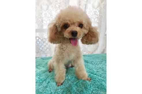 販売中のティーカッププードルの親犬
