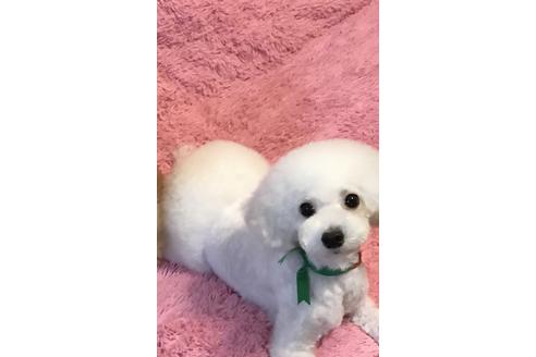 販売中のトイプードルの親犬