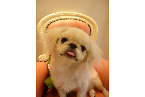 販売中のペキニーズの親犬