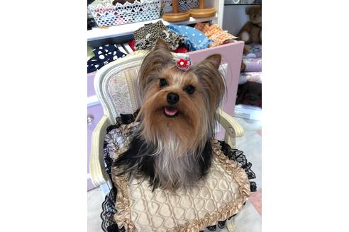 販売中のヨークシャーテリアの親犬