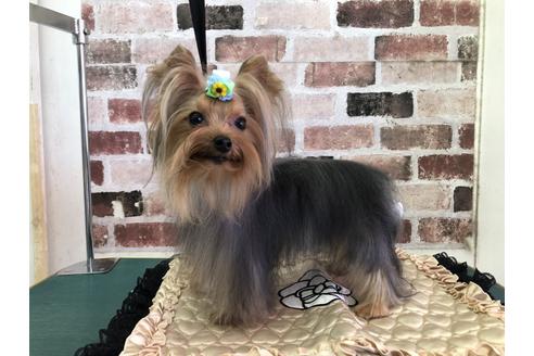 販売中のヨークシャーテリアの親犬