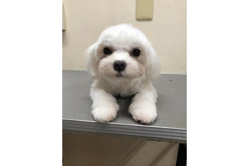 販売中のマルチーズの親犬