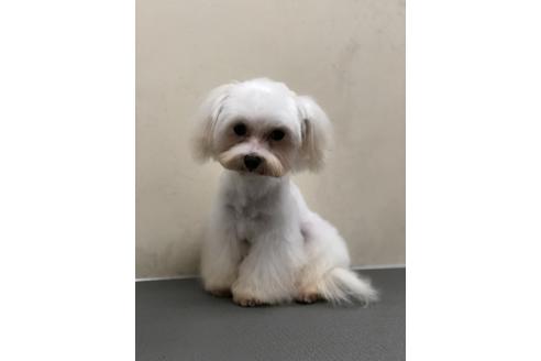 販売中のマルチーズの親犬