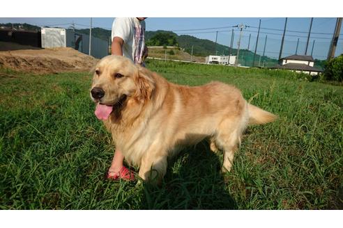 販売中のゴールデンレトリーバーの親犬