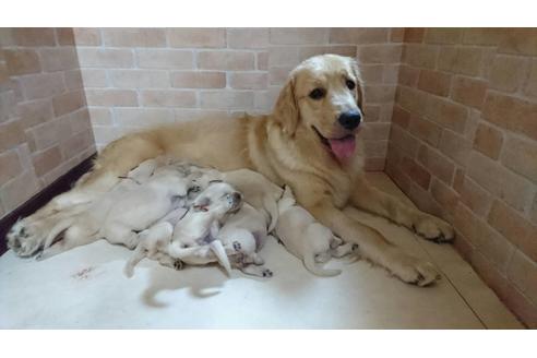 販売中のゴールデンレトリーバーの親犬
