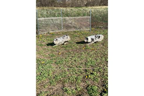 田中結花ブリーダー ブリーダーナビ