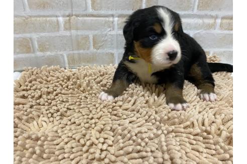 愛知県のバーニーズマウンテンドッグ 男の子 07 21生まれ 御見学を受け付けました 子犬id ブリーダーナビ 愛知県のバーニーズマウンテンドッグ 男の子 07 21生まれ 御見学を受け付けました 子犬id ブリーダーナビ