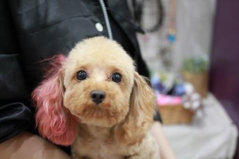 販売中のトイプードルの親犬