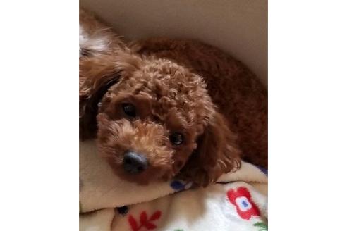 販売中のトイプードルの親犬