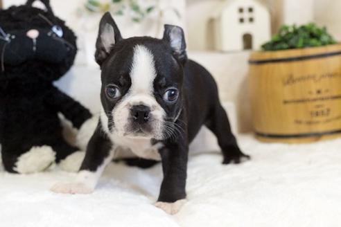【メーカー直売】の商品をすべて ボストンテリアの子犬を探す（355ページ目）｜ブリーダーナビ スノーボード