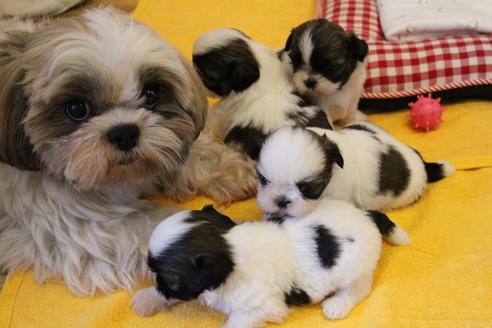 販売中のシーズーの親犬