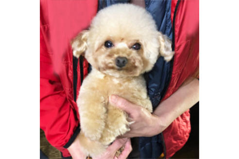 販売中のティーカッププードルの親犬