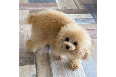 販売中のティーカッププードルの親犬