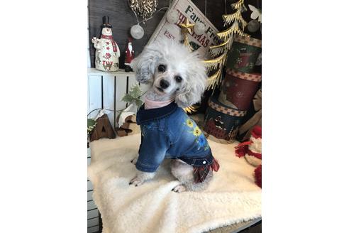 販売中のトイプードルの親犬