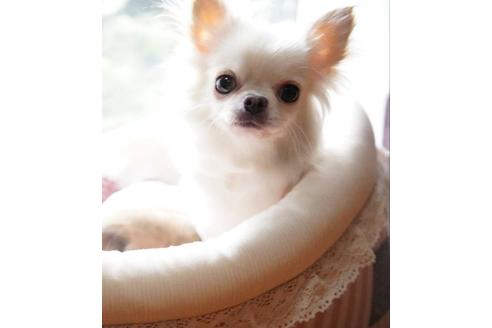 販売中のチワワ(ロングコート)の親犬