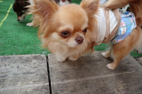 販売中のポメチワ:ポメラニアン×チワワの親犬