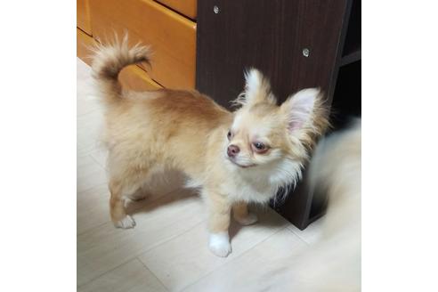 販売中のポメチワ:ポメラニアン×チワワの親犬