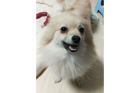 販売中のポメチワ:ポメラニアン×チワワの親犬