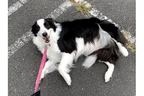 販売中のボーダーコリーの親犬