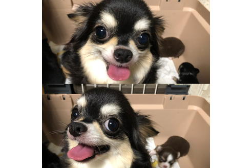 販売中のチワワ(ロングコート)の親犬