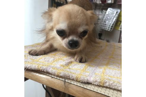 販売中のチワワ(ロングコート)の親犬