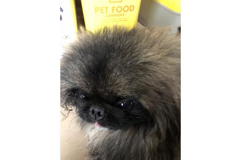 販売中のペキニーズの親犬