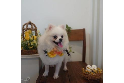 販売中のポメラニアンの親犬