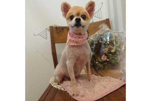 販売中のポメラニアンの親犬