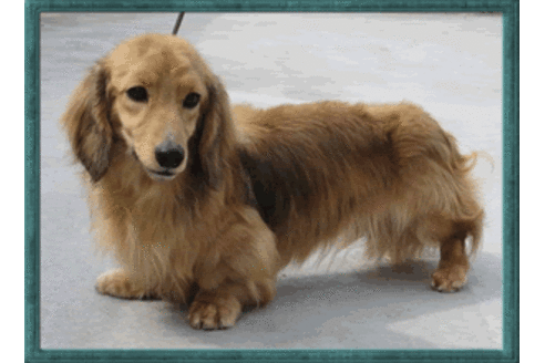 販売中のミニチュアダックスフンド(ロングヘアード)の親犬