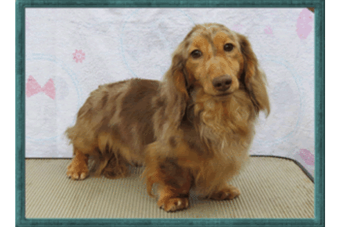 販売中のミニチュアダックスフンド(ロングヘアード)の親犬