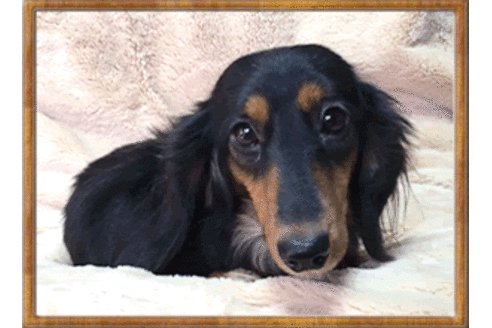 販売中のミニチュアダックスフンド(ロングヘアード)の親犬