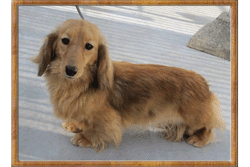販売中のミニチュアダックスフンド(ロングヘアード)の親犬