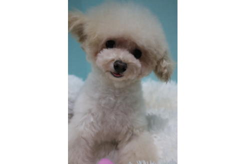 販売中のティーカッププードルの親犬