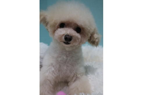 販売中のティーカッププードルの親犬