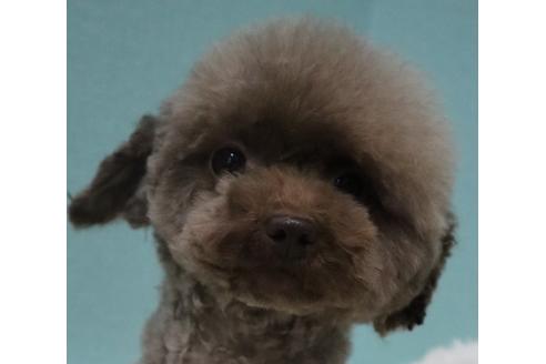 販売中のティーカッププードルの親犬