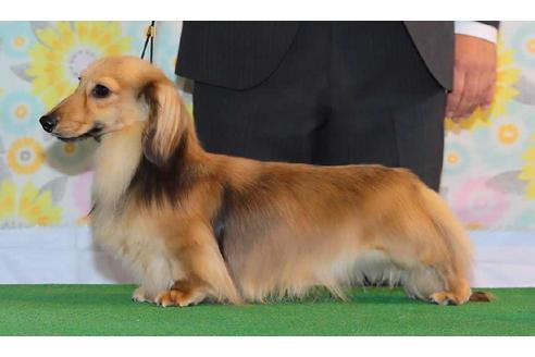 販売中のカニンヘンダックスフンド(ロングヘアード)の親犬