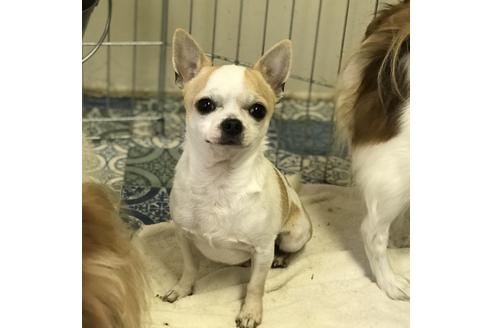 販売中のチワワ(スムースコート)の親犬