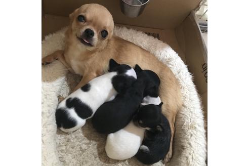 販売中のチワワ(スムースコート)の親犬