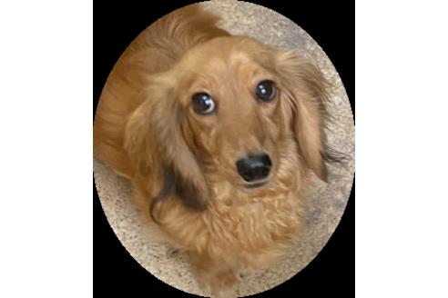 販売中のミニチュアダックスフンド(ロングヘアード)の親犬