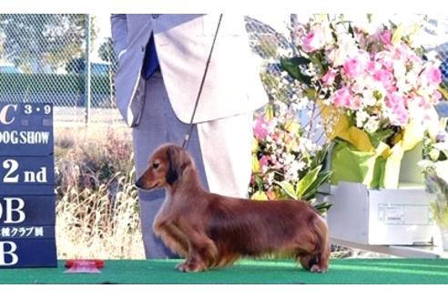 販売中のミニチュアダックスフンド(ロングヘアード)の親犬