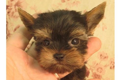 大阪府のヨークシャーテリア 男の子 06 22生まれ スチールブルー タン 子犬id ブリーダーナビ