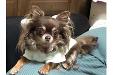 古郡 清隆ブリーダー