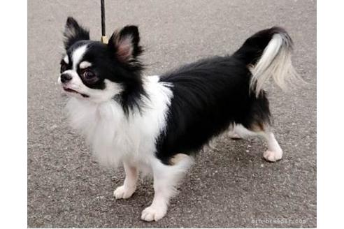 販売中のチワワ(ロングコート)の親犬