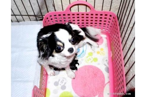 販売中のチワワ(ロングコート)の親犬