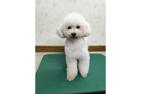 販売中のトイプードルの親犬