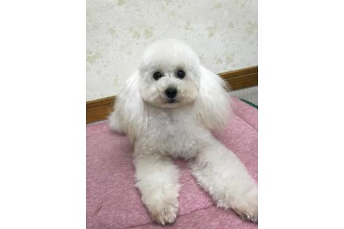 販売中のトイプードルの親犬