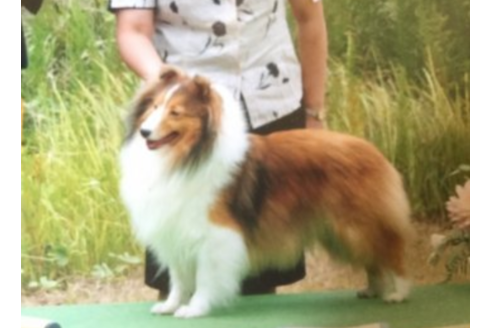 中尾裕子ブリーダーの詳細の1枚目