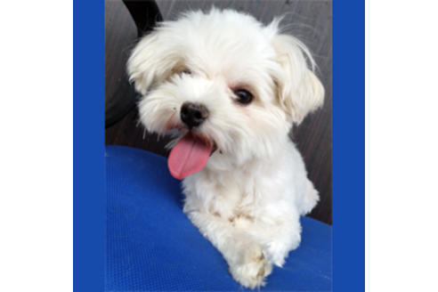 販売中のマルプー:マルチーズ×トイプードルの親犬