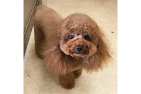 販売中のマルプー:マルチーズ×トイプードルの親犬